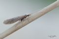 Odontocerum albicorne